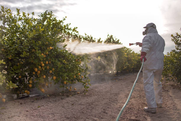 Best Termite Control Services  in Lusby, MD