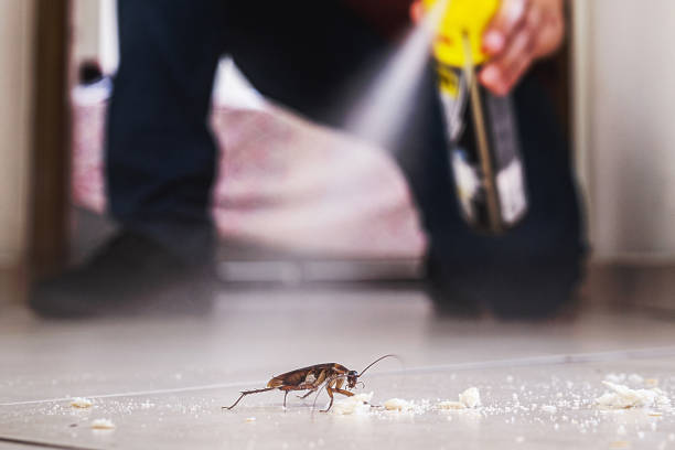Flea Control Services in Lusby, MD