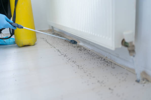 Best Bed Bug Extermination  in Lusby, MD